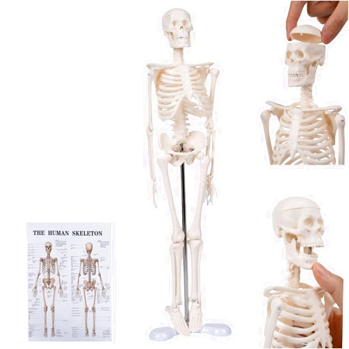 YASRKML 17.7'' Human Skeleton Model for Anatomy, Mini Human Body Posable Skeleton Model W/Movable Arms, Legs, Small Life Size Skeleton for Medical Anatomical Study, Skull Removable, Body Articulation Design