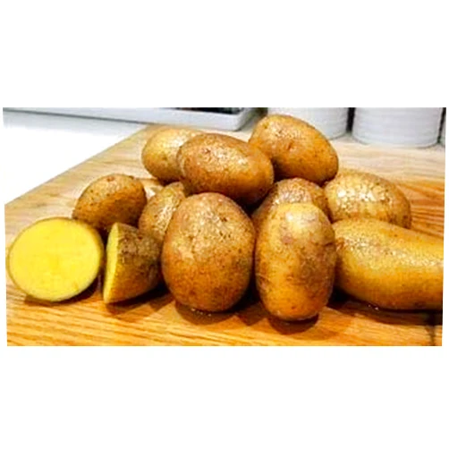 Simply Seed ™ - 2 LBs - Naturally Grown - Yukon Golds - Non GMO - Ready for Planting! - American Raised