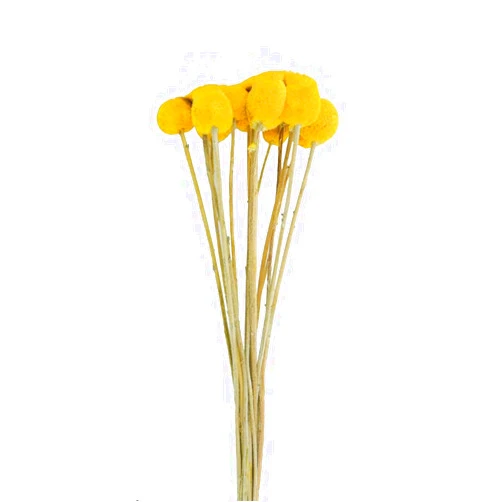 Ochine 10Pcs Natural Dried Flowers Craspedia Billy Balls, Natural Craspedia Dried Flowers Artificial Flowers Billy Buttons Floral Bouquet for Flower Arrangements Wedding Home Tall Vase Decor
