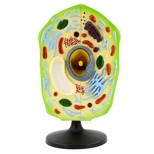 KINOFU Plantcell Model - High School Biological Cell Anatomy Teaching Equipment for Biology Science Classroom Study Display Teaching Teaching Aids