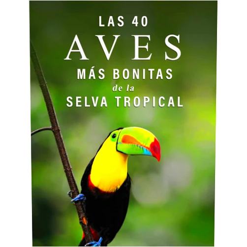 Libros de Trébol Azul Las 40 Aves más Bonitas de la Selva Tropical: Un Libro de Fotografías a todo Color para Personas Mayores con Alzheimer o Demencia (La serie de libros ilustrados 