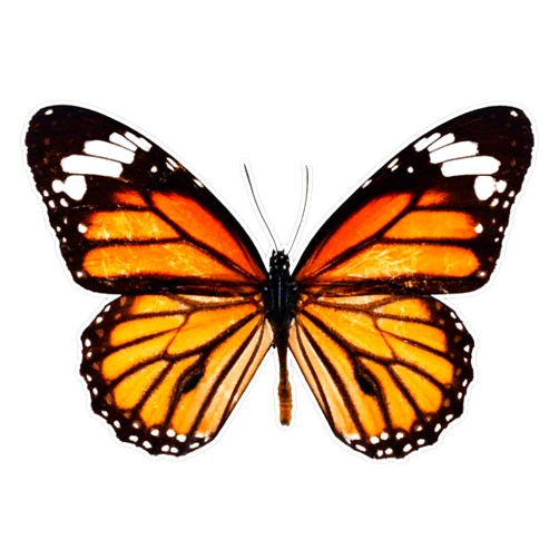 Artist Unknown Generic Monarch Butterfly Vinyl Sticker Waterproof Bumper Sticker Laptop Window Decal 5, (FUTCHER-SM-STICKERS-231)