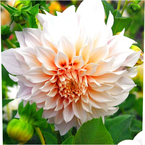 Eden Brothers Dahlia Bulbs (Dinnerplate) - Cafe au Lait, Non-GMO Bulbs for Planting, 2 Bulbs | Low-Maintenance Flower Bulbs, Plant During Spring, Zones 8, 9, 10, 11