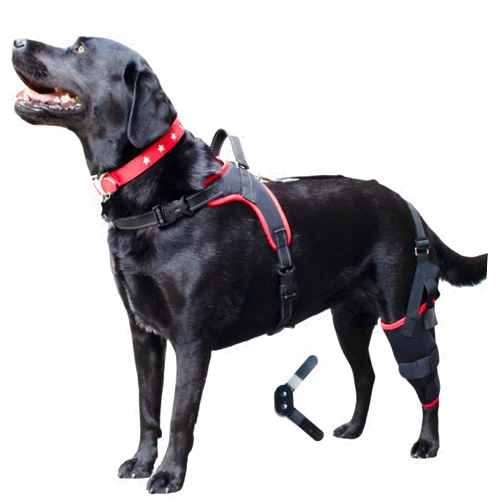 PetAngell Dog Knee Brace with Harness – Premium Support for Dogs with Torn ACL, Hind Leg Injuries, Luxating Patella, Arthritis & Cruciate Ligament Care, Dog Leg Brace for Back Leg - Left XL