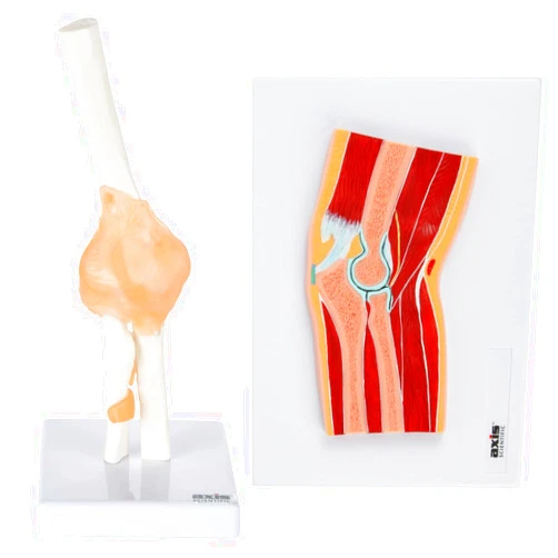 Axis Scientific Functional Elbow Joint Anatomy Model Set includes Flexible Skeletal Elbow Joint Model, Elbow Joint Cross Section Model and Product Manuals, 2 pack