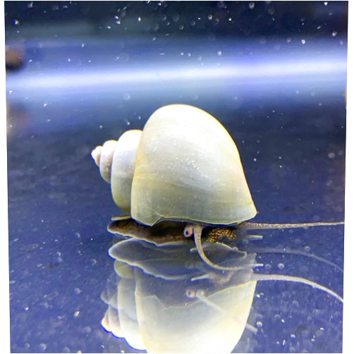 Shore Aquatic Generic Blue Mystery Snails x3 (Pomacea Bridgesii) Live Freshwater Snail - Plants