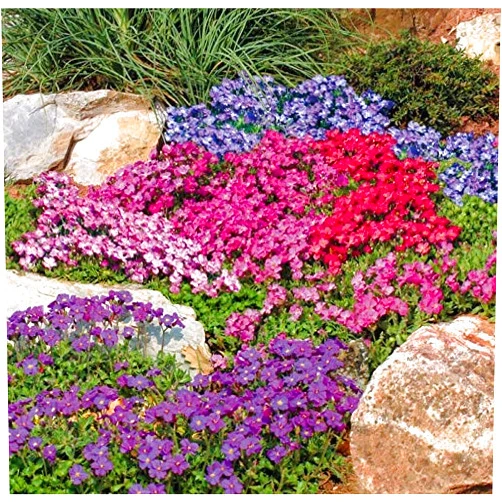 SeedsUA Rock Cress Hybrid Mix Seeds Aubrieta Giant Perennial Flowers for Planting Non GMO 100 Seeds