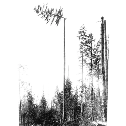 Wee Blue Coo Vintage Photography Landscape Forest Tree Pine Logging Timber USA Unframed Wall Art Print Poster Home Decor Premium