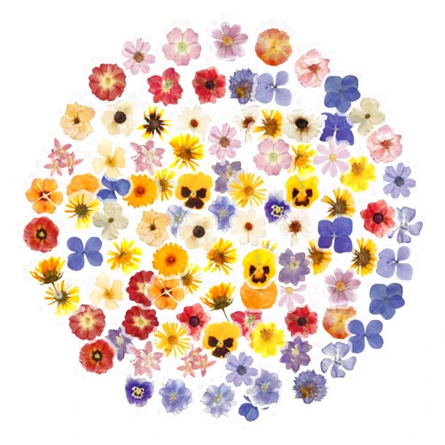 OBUJOPAL 100Pcs Flower Stickers, Obujopal Small Floral PET Transparent Stickers for Scrapbooking Water Bottle Laptop Junk Journal Collage Card Making Phone Case Envelope Planner DIY Crafts (Flowers)