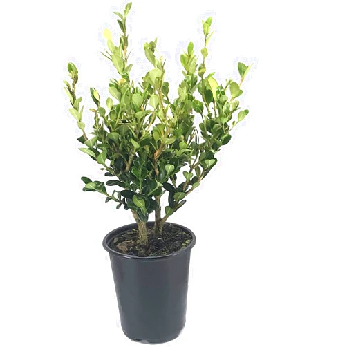 Florida Foliage Winter Gem Korean Boxwood | 1 Live 4 Inch Plant | Buxus microphylla Japonica ‘Winter Gem’ | Dense Evergreen Hedge Plants | Landscaping Shrubs for Privacy Screens