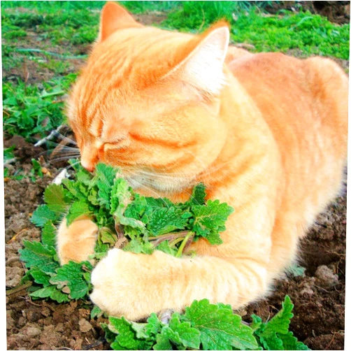 TomorrowSeeds - Fresh Catnip Seeds - 200+ Count Packet - Nepeta Cataria Cat Nip Toy Catswort Catwort Catmint Garden Vegetable Herb Seed