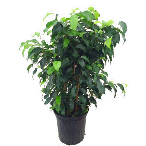 Hirts: House Plant Wintergreen Weeping Fig Tree - Ficus - Great Indoor Tree for Low Light - 8