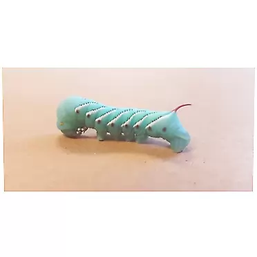 MULFI_PETILY 24ct Live Hornworms | 2