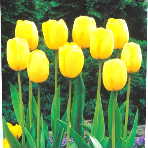 BRECK'S - Sun Gold Jumbo Perennial Tulip Spring Flowering Bulbs - Golden Beauty adds Sunny Color to mid-Spring Gardens - 10 Bulbs per Offer