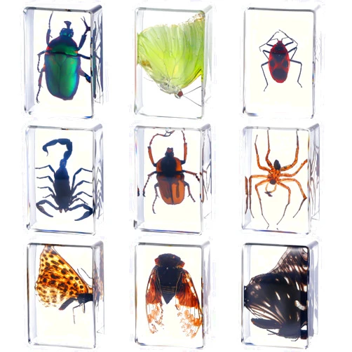 Beeveer 9 Pcs Insect in Resin Specimen Bugs Collection Paperweights Arachnid Butterfly Bug Toys Educational Science Classroom Specimens Display Supplies, 9 Styles