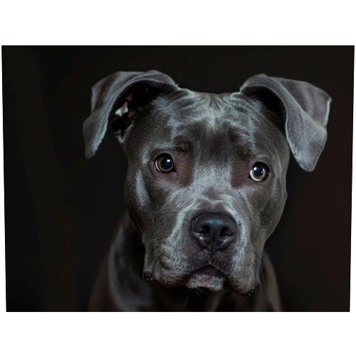 Generic DIY 5D Diamond Art Painting Kits Dog Staffordshire Bull Terrier Full Drill Round Diamond Art Paint by Number Kits for Beginner Crystal Cross Stitch for Wall Decoration(30x40cm)