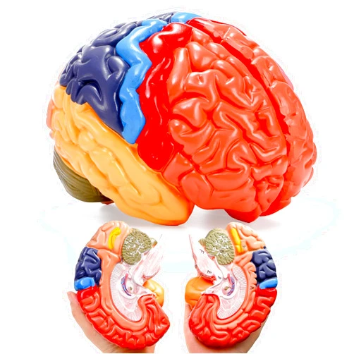 ZENFUN Life-Size Human Brain Anatomical Model, Color-Coded Partitioned Brain, 2 Parts, Anatomically Accurate Brain Model for Science Classroom Study Display Teaching Medical Model