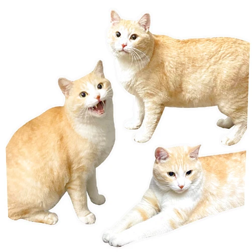 Yasest Magnetic Bookmarks - 3 Pieces Cute Cat Jumbo Bookmarks for Women Teachers Students Book Lovers, for School Office Reading, Unique Jumbo Book Markers