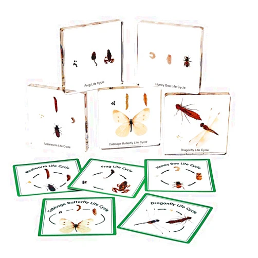 Excellerations Insect Life Cycle Specimens, Excellerations Set of 5 Transparent Slides for Classroom Science Education, Bug Life Cycle Study for Kids, Preschool Science (Item # BUGLIFE)