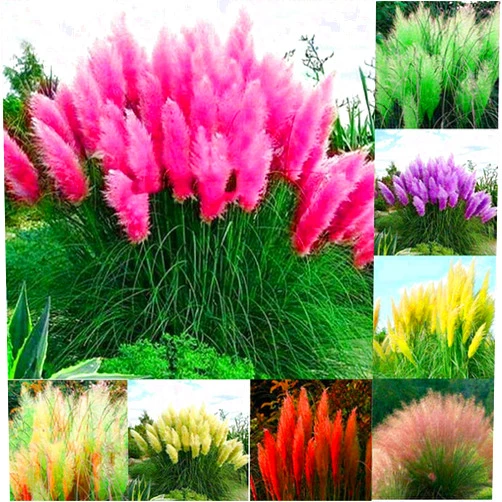 Zellajake Farm and Garden 100+ Pcs Pampas Mix Color Grass Seeds Cortaderia selloana Seeds Rare Plants Decor Garden