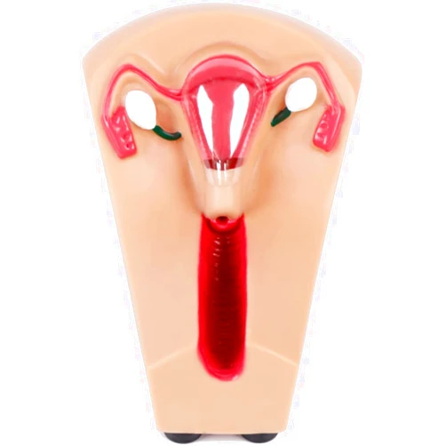 PRABOS Female Intrauterine Contraception and Training Model - IUD Simulator Medical Practice Traning Model for Nursing Students