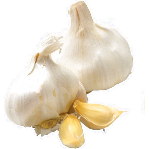 Blooming Secrets California Softneck Garlic - 6 Bulbs