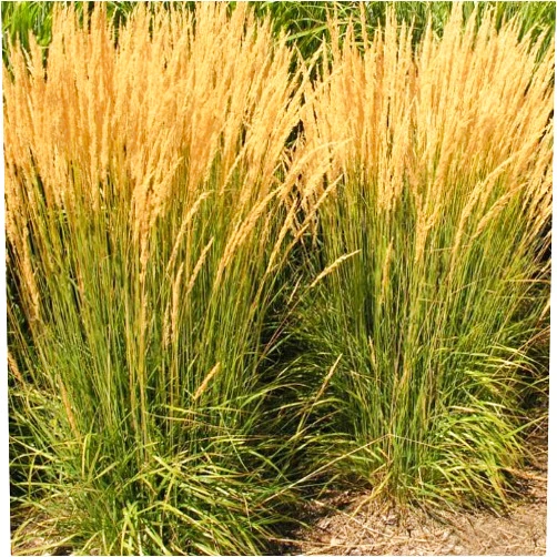 Stargazer Perennials Feather Reed Grass Karl Foerster Calamagrostis 4 Inch Container | Ornamental Grass Drought Tolerant