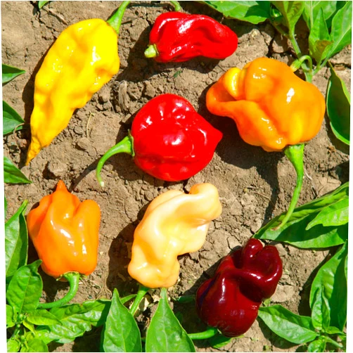 Mountain Valley Seed Company Caribbean Blend Hot Pepper Seeds - 300 Mg Packet ~50 Seeds - Non-GMO - Vegetable Garden - Capsicum annuum