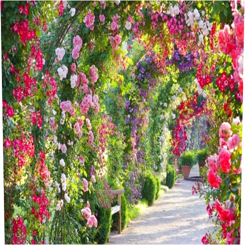 Virginia Candle Supply Rose Garden Fragrance Oil - 16 OZ/ 1 LB - for Candle & SOAP Making by VIRGINIA CANDLE SUPPLY - Free S&H in USA