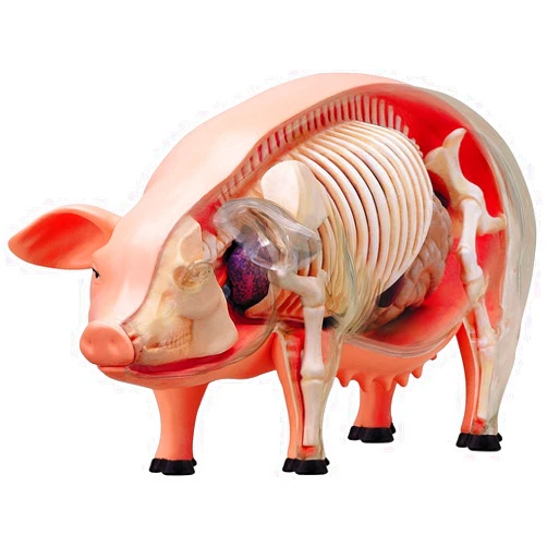 TEDCO 4D 26102 Vision Pig Anatomy Model, One Color
