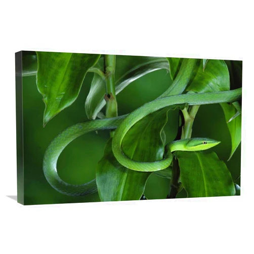 Generic 20 x 30 in. Green Vine Snake Camouflaged Among Rainforest Leaves, Costa Rica Art Print - Michael & Patricia Fogden