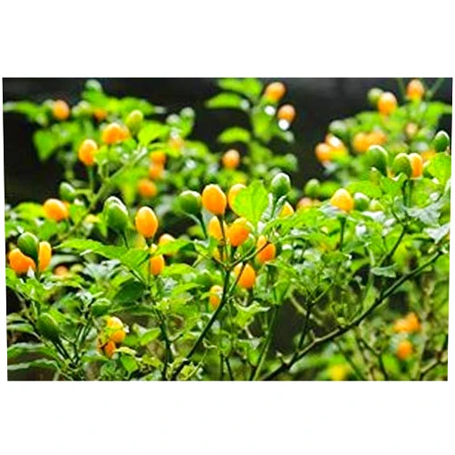 Caribbean Garden Pimenta de Cheiro,Peppers Seeds (Capsicum chinense),Smell Pepper,Heirloom (25 Seeds)