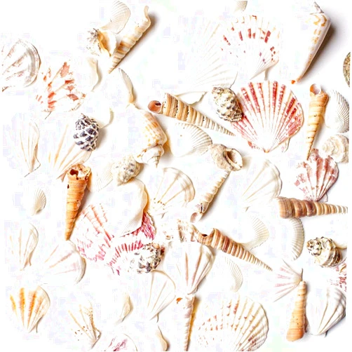 Super Z Outlet Mixed Ocean Beach Fairy Garden Assorted Seashells Marine Life for Decorations, Arts & Crafts, Party Favors Collection (Approx. 50 Pieces)