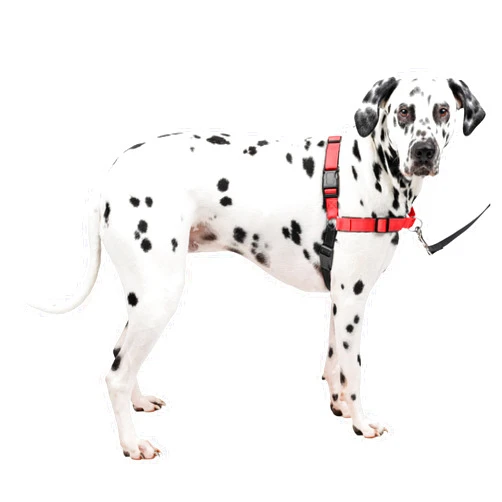 PetSafe Easy Walk Deluxe Dog Harness, No Pull Dog Harness – Perfect for Leash & Harness Training – Stops Pets from Pulling and Choking on Walks – Large, Rose