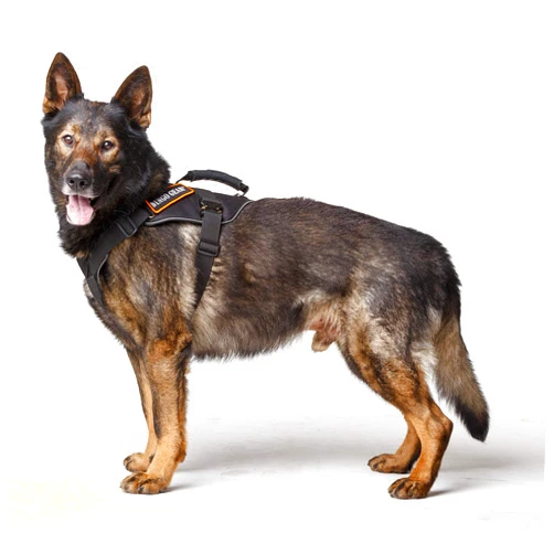 DINGO GEAR WWW.DINGOGEAR.COM 1977 Dingo Gear Cobra Extreme Dog Harness with a Strong Handle, Reliable Safety System Handmade Black Size XL S03204