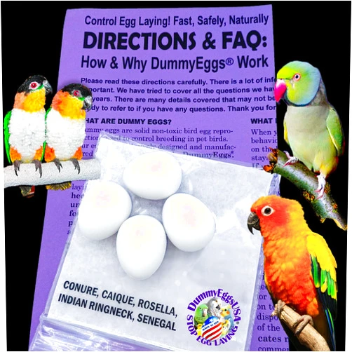 DummyEggs Plastic Small Parrot Eggs Stop Laying! Conure, Caique. 4 Solid USA