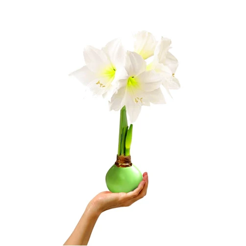 Gardenuity Mint Green Waxed Amaryllis Flower Bulb with White Blooms - Extra Large, 4-12 Blooms, No Water or Planting Needed – Gift Ready for Spring & Easter (1 Pack)