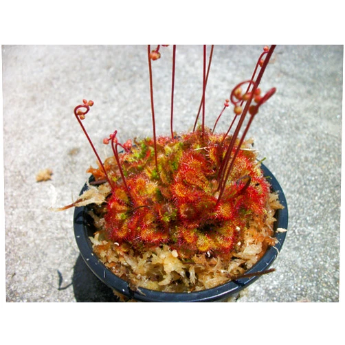 JoelsCarnivorousPlants Carnivorous Spoon Leaf Sundew Drosera Spathulata Plant 3 inch pot