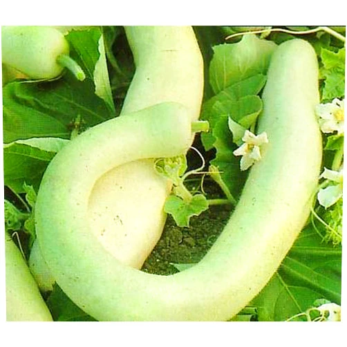 Hirt's Gardens Hercules War Club 15 Seeds/Cucuzzi/Gourd/Squash-Veggie