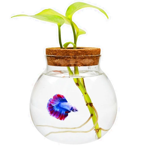 CUSNESTAL Small Betta Fish Tank Glass Fish Bowls for Betta Fish Goldfish, Aquaponic Fish Tank and Plants Cuttings Planter Terrarium Desktop Decorations Gifts