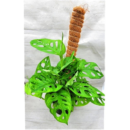 3exoticgreen Philodendron Swiss Cheese Monstera Adansonii - Live Houseplants, Indoor Plants, Monstera Plant by 3exoticgreen - Philodendron Swiss Live Plant (3