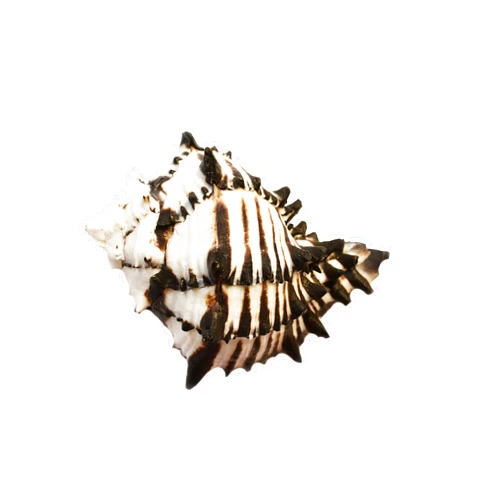 Florida Shells and Gifts Inc. Black Murex Shell Seashell (4