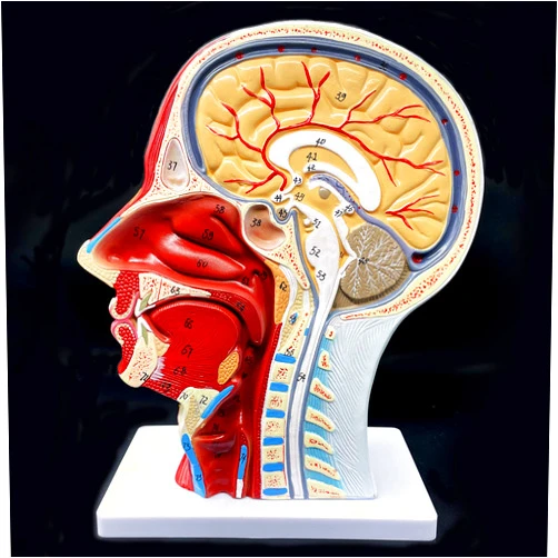 XINDAM Human Head Anatomical Model Life-Size Nasal Cavity Throat Brain Anatomy for Science Classroom Study Display Teaching Model