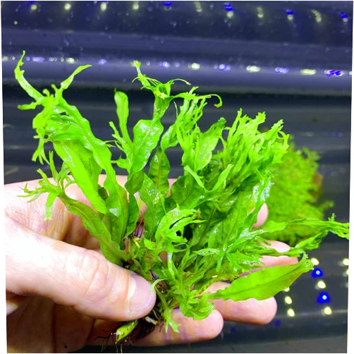 Generic Java Fern 'Windelov' (Lacey Java Fern)-BUY3GET1FREE-Live Aquarium Plant