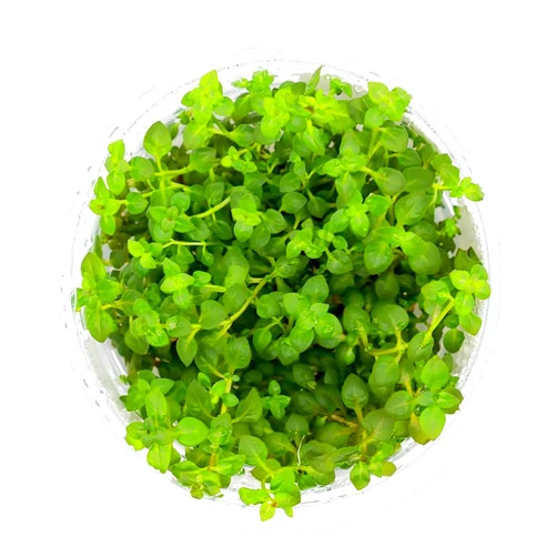 SubstrateSource Ludwigia Palustris Super Red Tissue Culture Aquatic Live Aquarium Plant - 100% Snail Free in Vitro Cup (Ludwigia Super Red)