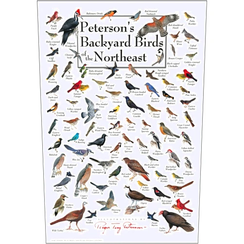 Earth Sky + Water - Peterson's Backyard Birds of the Northeast - Poster 19″ X 27″