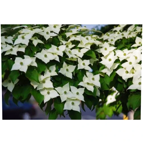 Bigv62 1 Kousa Dogwood-Japanese, Cornus kousa