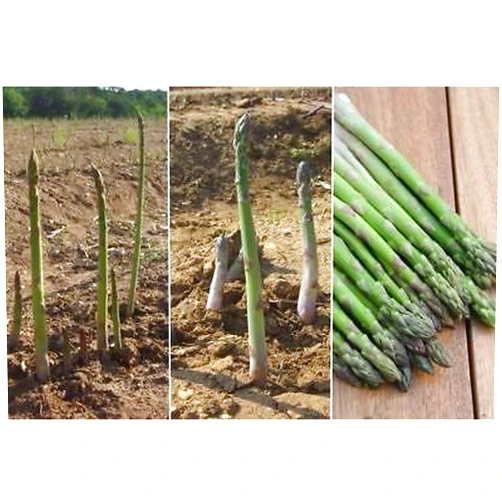 Nianyan 5 Asparagus Crown,Jersey Knight 2 Year Roots,Large,green spears tipped,Vegetable