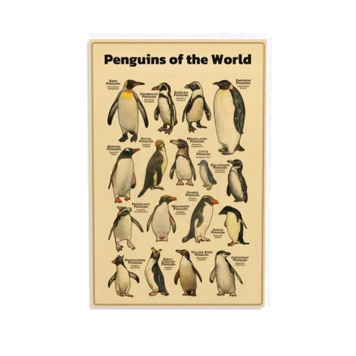 JHAMZPOSTER Animal Penguins Poster Penguins of The World Canvas Wall Art Aesthetic Decorative Painting Living Room Restaurants, Pool Halls And Hotelsstyle 12x18inch(30x45cm)