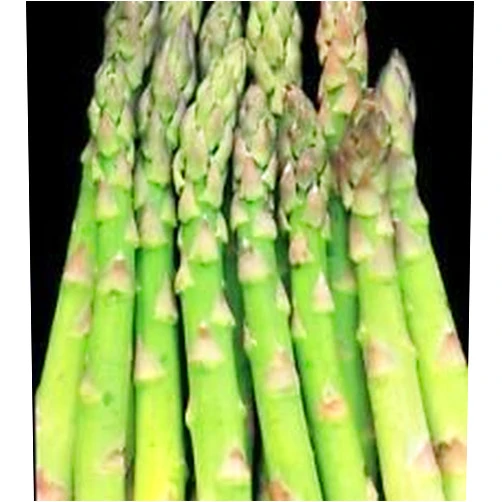 Nianyan Jersey Knight Asparagus 2 Year Old Plants Bare Root Crowns All Male 25 Count